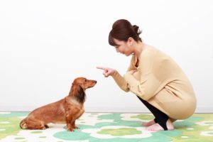 犬のマズルコントロールとは？基本知識とやり方について