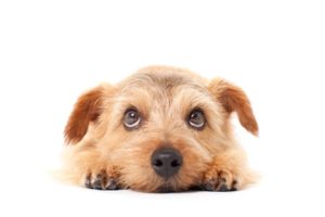 犬用カットバサミ・トリミングシザ―の種類・特徴・選び方