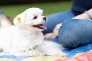留守番はストレス?猫の留守番と、ストレス軽減対策