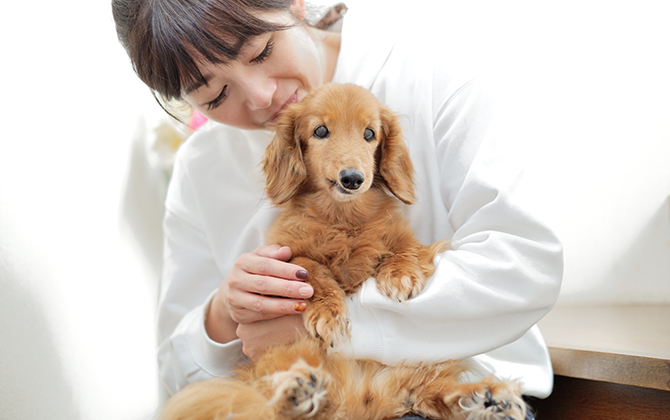 犬・猫ペットブリーダー