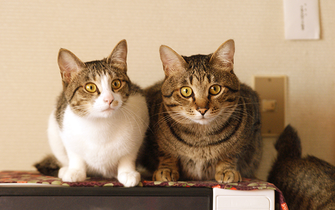日本生活環境支援協会 | 猫の育て方アドバイザー