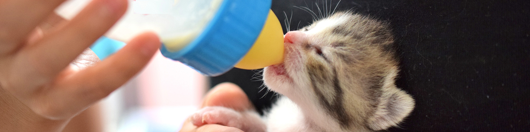 猫の育て方資格(猫の育て方アドバイザー資格認定試験) 日本生活環境支援協会【JLESA】