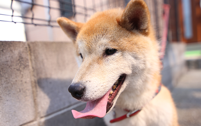 犬猫介護アドバイザー資格