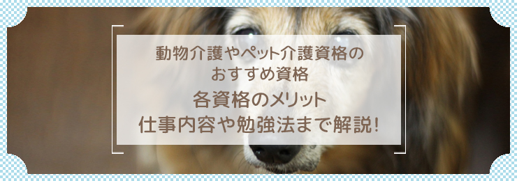 ペット介護士になるために必要な資格とは？活かせる職場やおすすめの資格を紹介